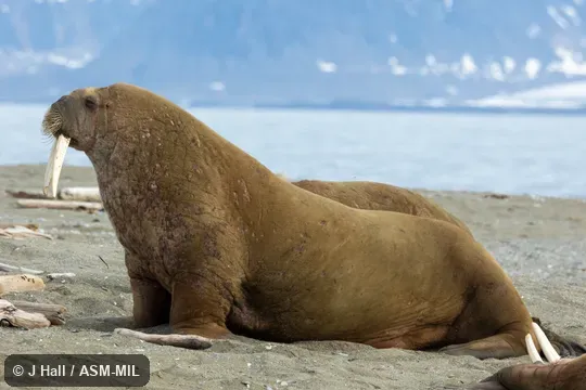 Odobenus rosmarus rosmarus, Atlantic Walrus.