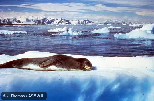 Side view, resting on ice.  Also as Sea Leopard.