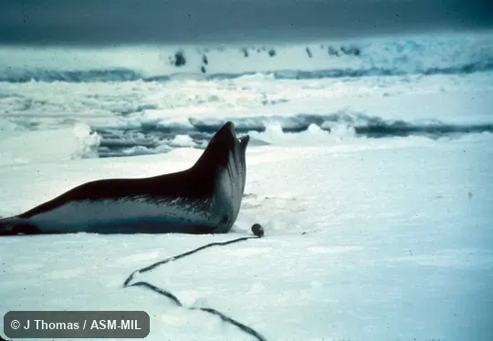 Side view, vocalizing.  Also as Bigeyed Seal|Ross's Seal|Singing Seal.