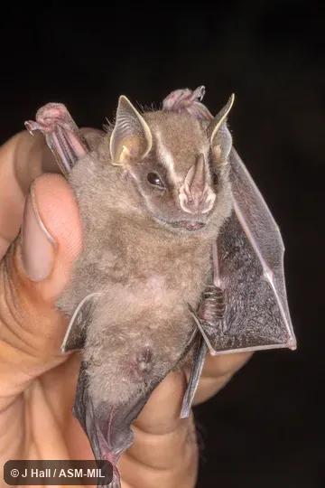 Formerly Uroderma bilobatum davisi, Common Tent-making Bat.