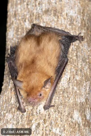 Formerly Rhogeessa gracilis.