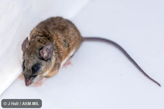 Formerly part of Peromyscus melanophrys melanophrys, Plateau Deermouse.