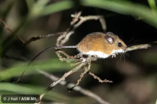 Reithrodontomys mexicanus scansor.