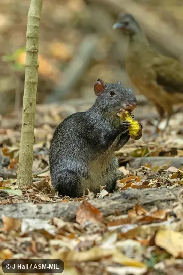 Also as Mexican Black Agouti.