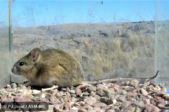 Holotype. Adult male. MACN-Ma 29429 (JPJ 2155). Holotype. Adult male. MACN-Ma 29429 (JPJ 2155).