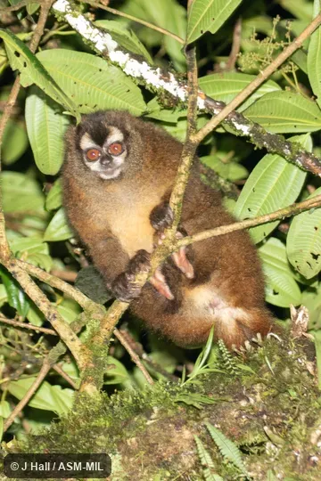 Formerly in Cebidae.  Also as Colombian Night Monkey, Gray-bellied Night Monkey, Lemurine Owl Monkey.