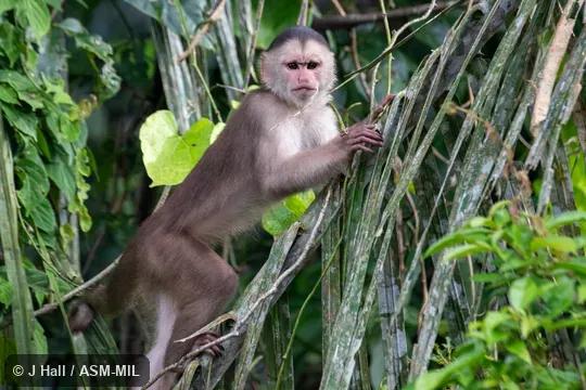 Formerly Cebus albifrons cuscinus,  Also as Cebus yuracus, Marañón White-fronted Capuchin or  Cebus cuscinus, Shock-headed Capuchin.