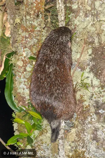 Formerly Echinoprocta rufescens. Also as Short-tailed Porcupine. Formerly Echinoprocta rufescens. Also as Short-tailed Porcupine.