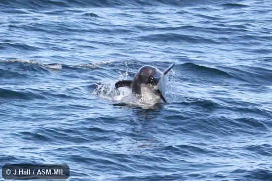 Formerly in order Cetacea. Formerly Lagenorhynchus australis, Sagmatias australis. Formerly in order Cetacea. Formerly Lagenorhynchus australis, Sagmatias australis.