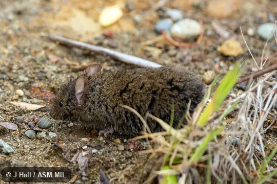 Also as Hairy Soft-haired Akodont.