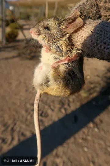 Phyllotis xanthopygus chilensis?  Also as Patagonian Leaf-eared Mouse|Yellow-rumped Pericote|Rock-dwelling Leaf-eared Mouse.
