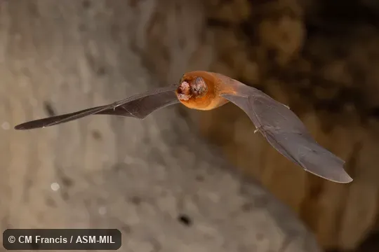 Also as Blainville's Ghost-faced Bat.