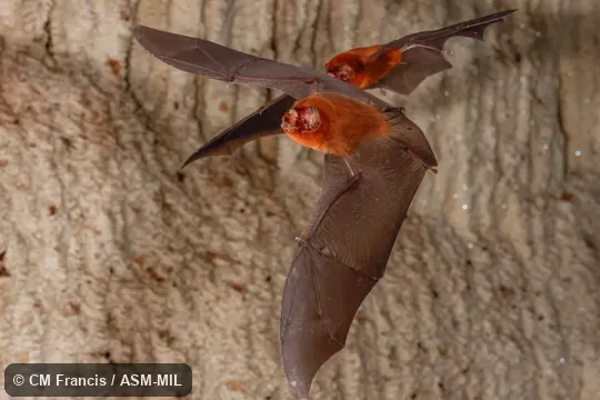 Also as Blainville's Ghost-faced Bat.