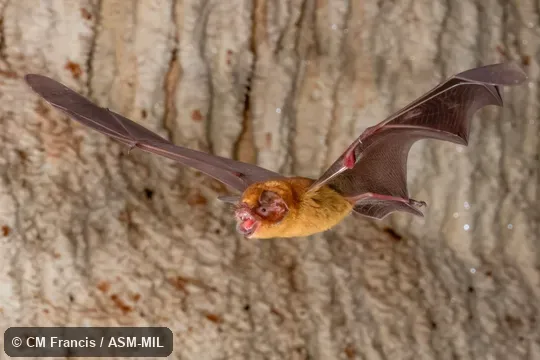 Formerly Pteronotus parnellii parnellii, Common Mustached Bat.   Also as Parnell's Mustached Bat.