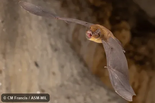 Formerly Pteronotus parnellii parnellii, Common Mustached Bat.   Also as Parnell's Mustached Bat.