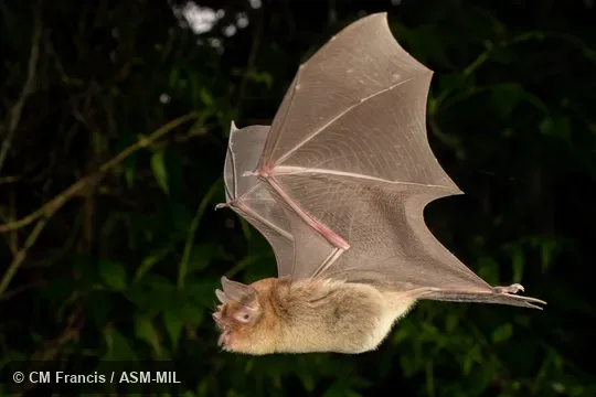 Formerly Pteronotus parnellii parnellii, Common Mustached Bat.   Also as Parnell's Mustached Bat.  Photographed in the wild, flying along a path in the garden. 