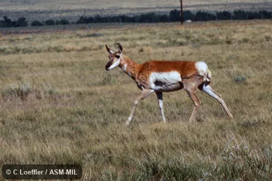 Side view of adult female