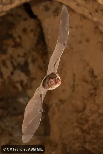 Also as Moth Funnel-eared Bat.