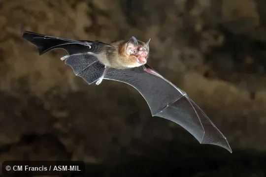 Also as Moth Funnel-eared Bat.