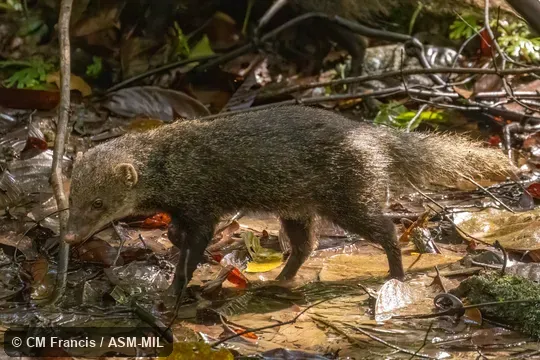 Urva semitorquata semitorquata.  Formerly Herpestes semitorquatus semitorquatus.