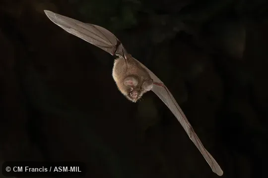 In flight next to a limestone wall. Coelops frithii inflatus.  Also as East Asian Tailless Leaf-nosed Bat, Tailless Leaf-nosed Bat.