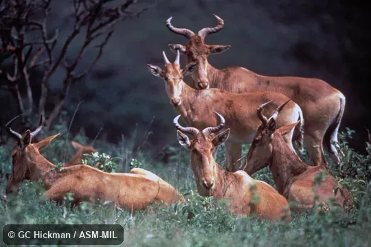 View of small herd.  Alcelaphus buselaphus cokii.  Also as Alcelaphus cokii, Kongoni.