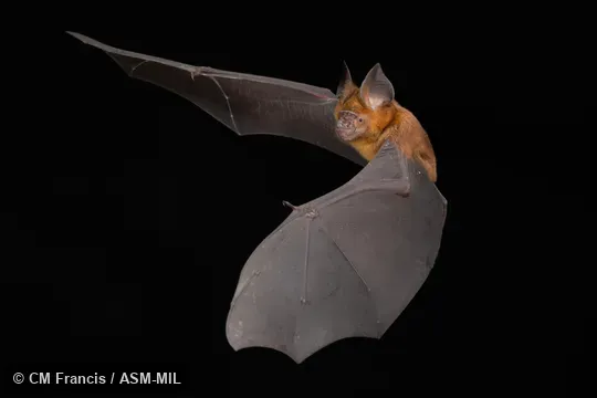 Photographed in a portable flight studio at capture location. Also as Grand Leaf-nosed Bat.