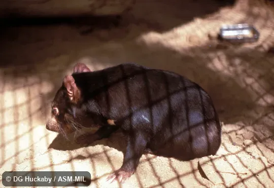 Side view.  Also as Devil|Native Devil.