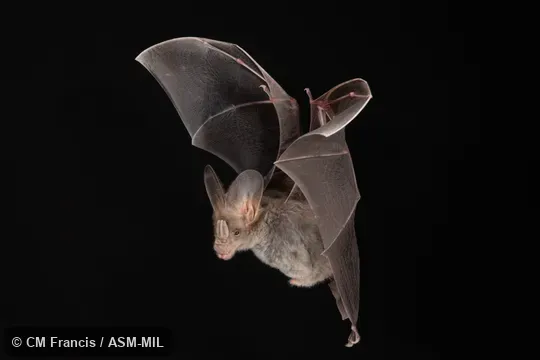 Photographed in a portable flight studio at capture location. Formerly Lyroderma lyra sinense, Megaderma lyra sinense.  Also as Greater Asian False-vampire, Greater False-vampire.