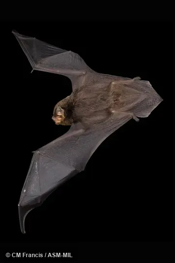 In flight entering cave. Also as Little Bent-winged Bat.  Formerly in Vespertilionidae.