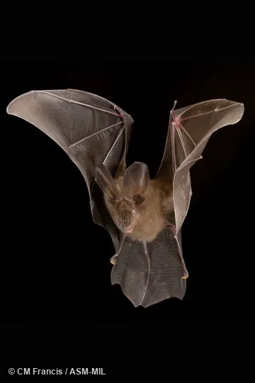 Photographed in a portable flight studio at capture location. Also as Malayan Hollow-faced Bat