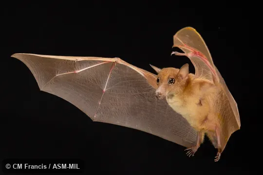 Photographed in a portable flight studio at capture location. Also as Dagger-toothed Flower Bat, Dagger-toothed Long-nosed Fruit Bat, Dagger-toothed Long-tongued Blossom Bat, Lesser Long-nosed Fruit Bat, Lesser Long-tongued Fruit Bat, Lesser Long-tongued Nectar Bat, Northern Blossom Bat.