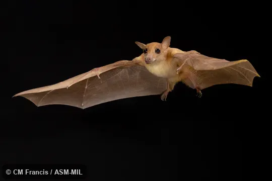 Photographed in a portable flight studio at capture location. Also as Dagger-toothed Flower Bat, Dagger-toothed Long-nosed Fruit Bat, Dagger-toothed Long-tongued Blossom Bat, Lesser Long-nosed Fruit Bat, Lesser Long-tongued Fruit Bat, Lesser Long-tongued Nectar Bat, Northern Blossom Bat.