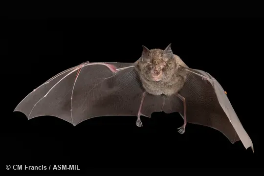 Photographed in a portable flight studio at capture location. Rhinolophus acuminatus sumatranus.