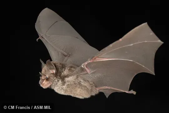 Photographed in a portable flight studio at capture location. Rhinolophus acuminatus sumatranus.