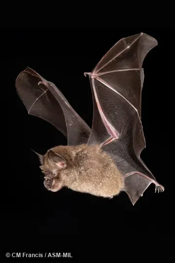 Photographed in a portable flight studio at capture location. Rhinolophus acuminatus sumatranus.