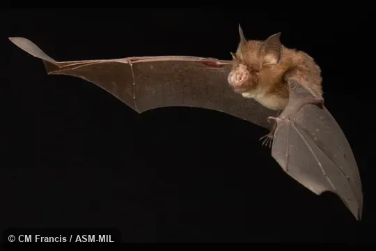 Photographed in a portable flight studio at capture location. Rhinolophus affinis affinis.
