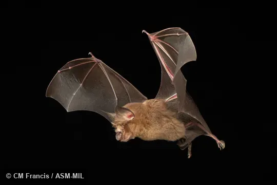Photographed in a portable flight studio at capture location. Rhinolophus affinis affinis.