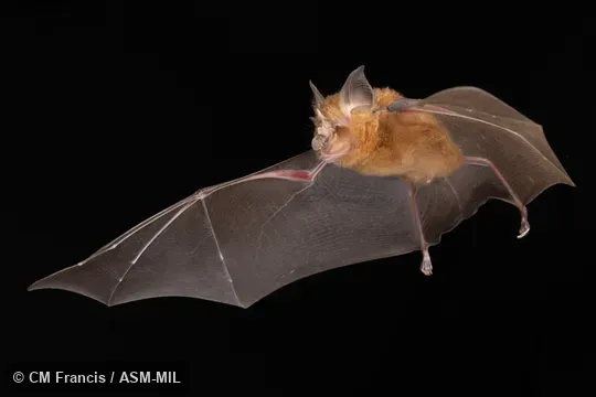 Photographed in a portable flight studio at capture location. Rhinolophus affinis macrurus.