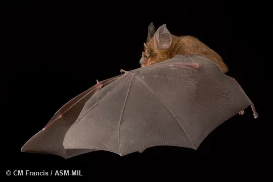 Photographed in a portable flight studio at capture location. Rhinolophus borneensis borneensis.