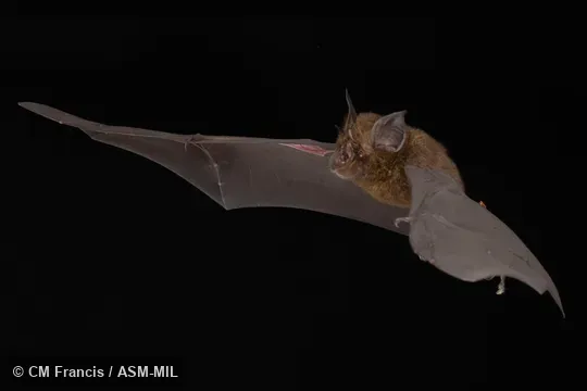 Photographed in a portable flight studio at capture location. Rhinolophus borneensis borneensis.