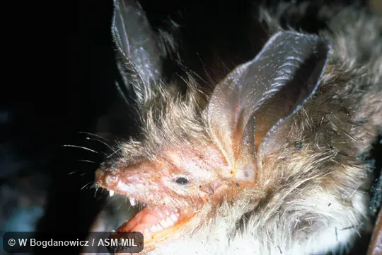 Close-up of head, showing open mouth and teeth.  Also as Bechstein's Bat.
