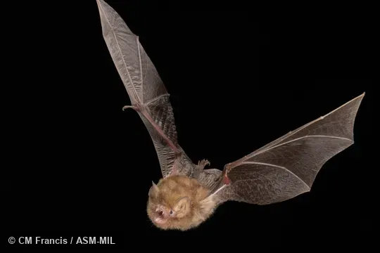 Photographed in a portable flight studio at capture location. Also as Common Woolly Bat, Hardwicke's Forest Bat.