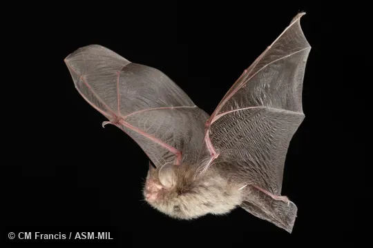 Photographed in a portable flight studio at capture location. Also as Common Woolly Bat, Hardwicke's Forest Bat.