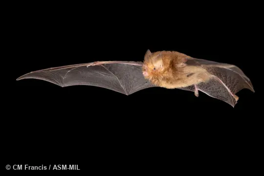 Photographed in a portable flight studio at capture location. 