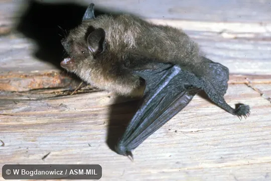 Side view, bat hanging with open mouth. Also as Brandt's Bat. Side view, bat hanging with open mouth. Also as Brandt's Bat.