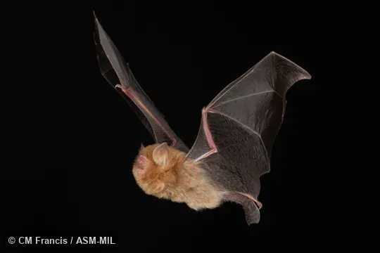 Photographed in a portable flight studio at capture location. 