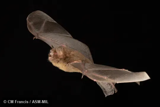 Photographed in a portable flight studio at capture location. Kerivoula papillosa papillosa.  Also as Papillose Bat.