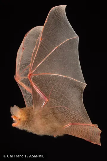 Photographed in a portable flight studio at capture location. 