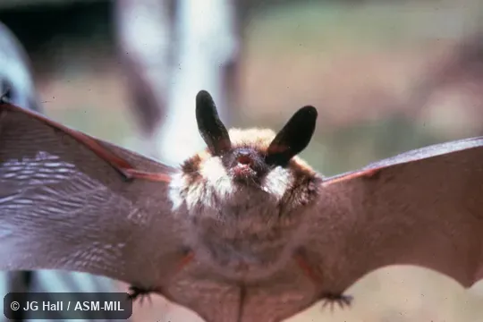 Hand-held front view with wings spread.  Also as Western Long-eared Bat|Western Long-eared Myotis.
